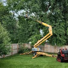 Professional Tree Services in Chilhowie, VA